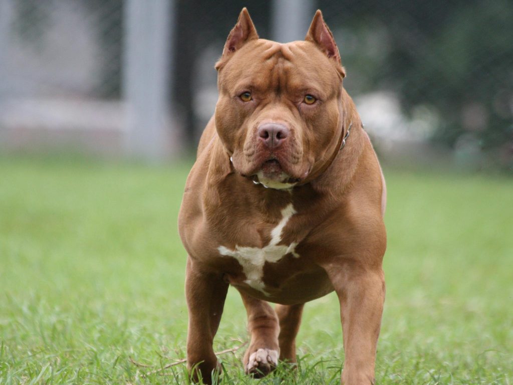 WHY YOU NEED TO BE CAREFUL WITH PITBULLS – EdMaths